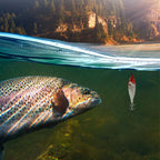 Cuttlefish Attracting Lure